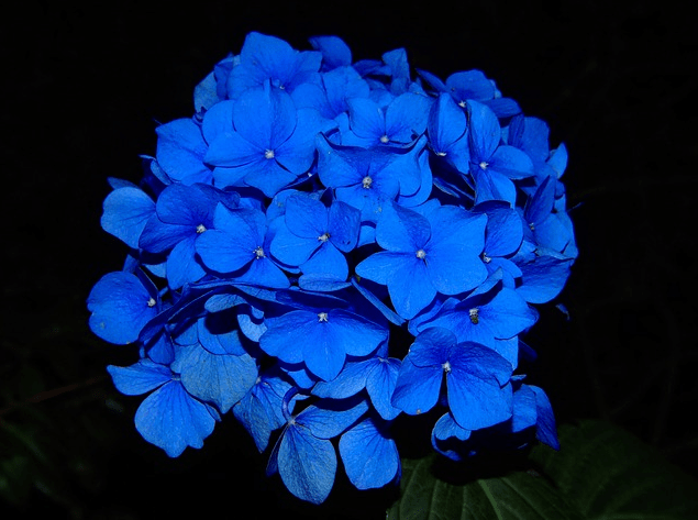dark blue floral bloom hydrangea