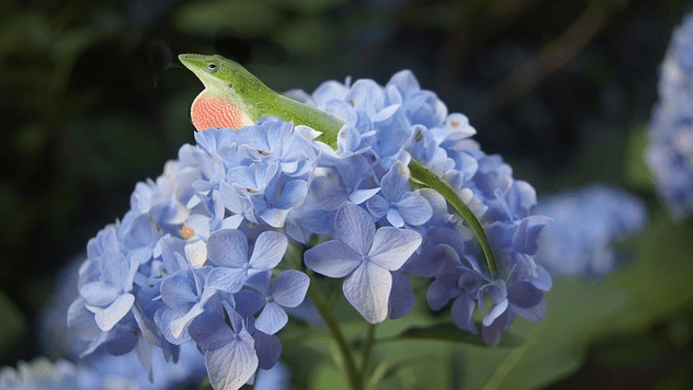 lizard flower hydrangea blue