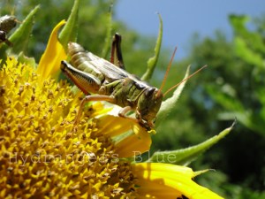 grasshopper eating a sunflower