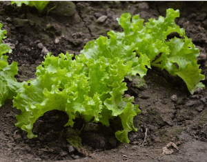 lettuce growing garden