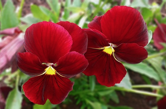 pansy red pansies
