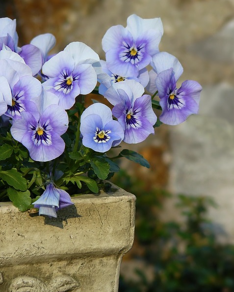 lavender blue violet pansy