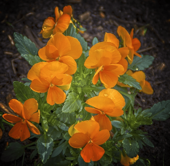 orange pansies pansy