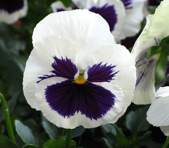 white purple pansy flower