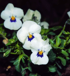 pictures of pansies white