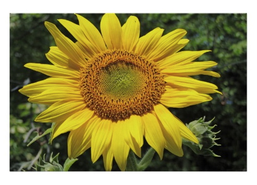 yellow sunflower poster