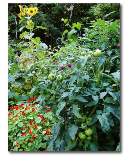 backyard garden scene
