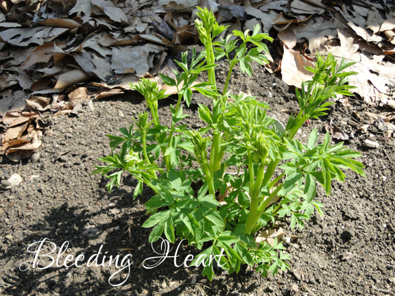 Bleeding heart plant