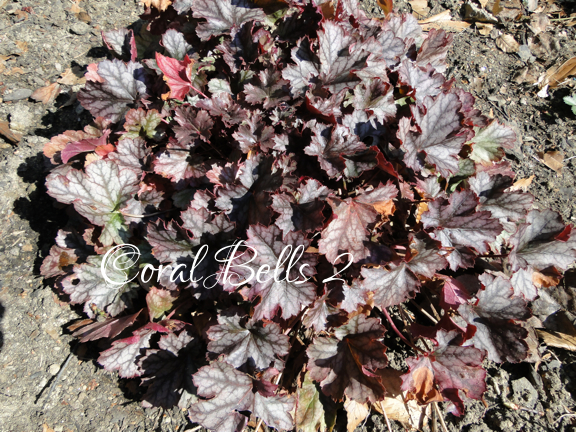 ID coral bells2
