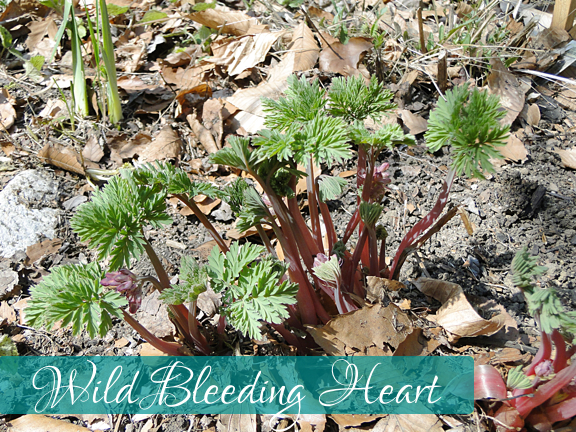 ID wild bleeding heart