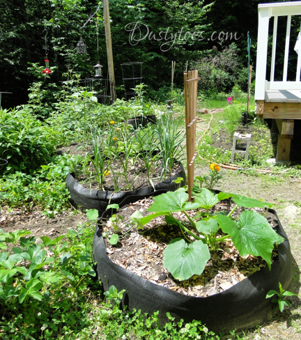 summer garden zucchini