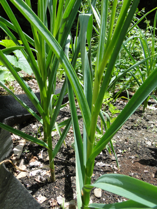 garlic plants