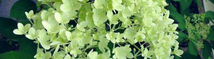 green hydrangea