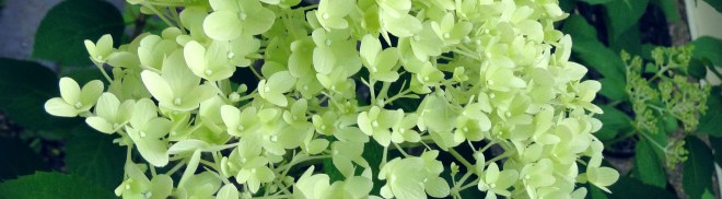 green hydrangea