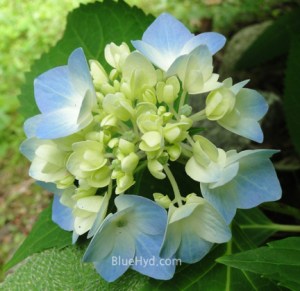 blue hydrangea flower
