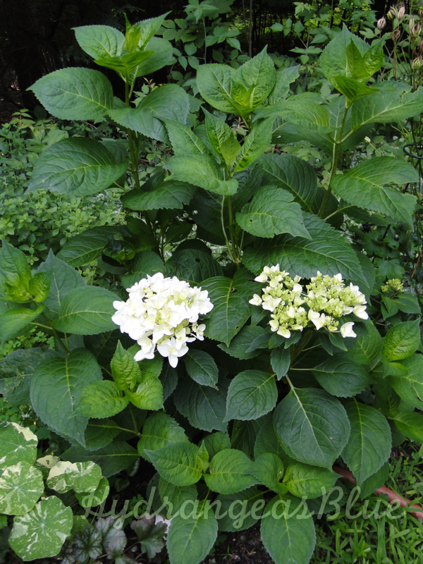 white hydrangea shrub