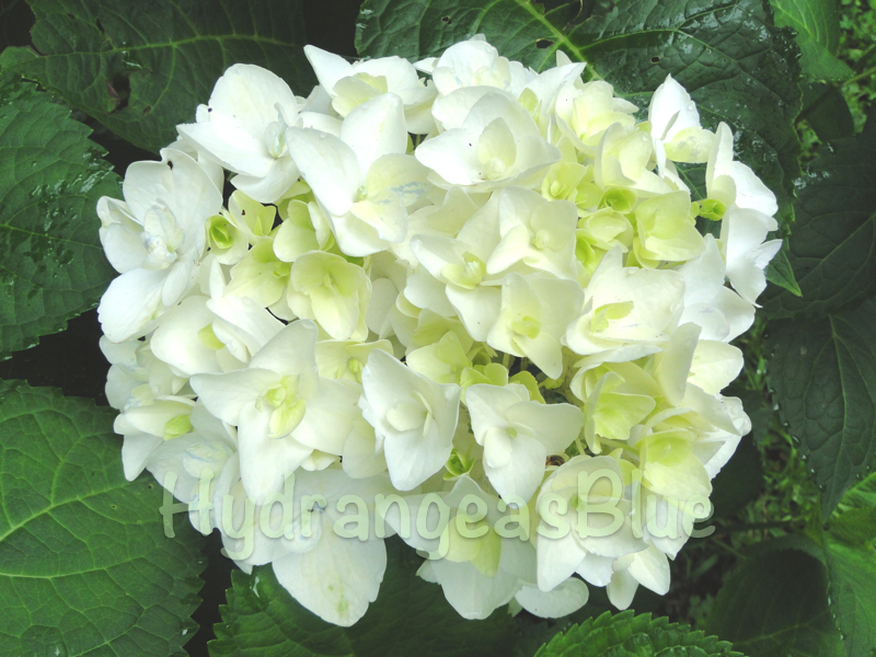 white hydrangea
