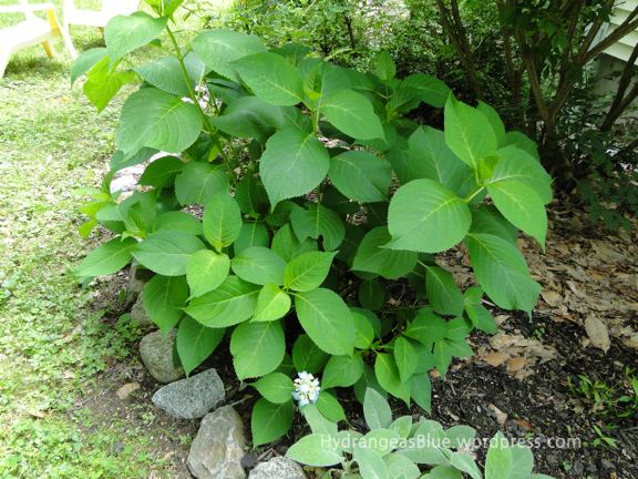 blue flowering hydrangea plant