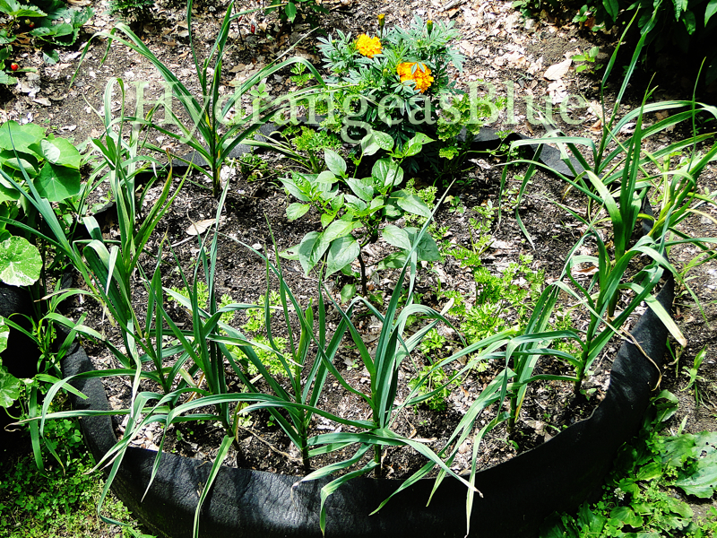 growing garlic in summer