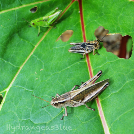 grasshoppers eating rhubarb