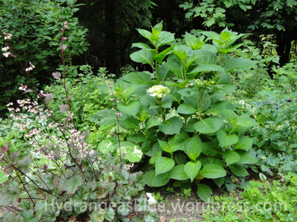 blushing bride hydrangea