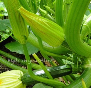 zucchini in the garden
