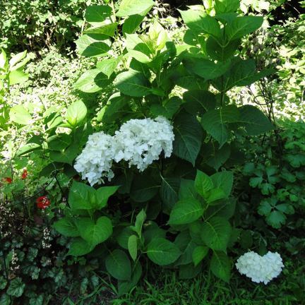 white flowering hydrangea