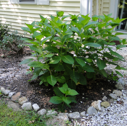 hydrangea perennial