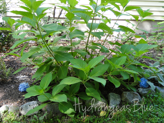 blue hydrangea shrub