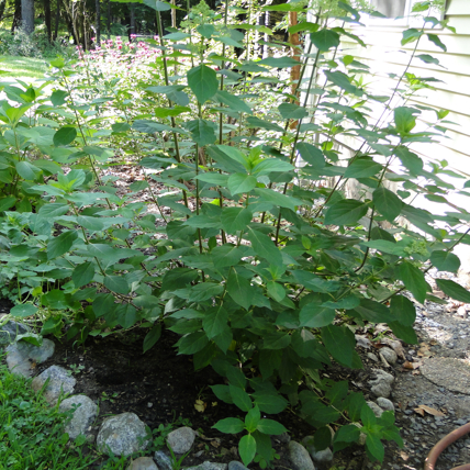 limelight hydrangea shrub