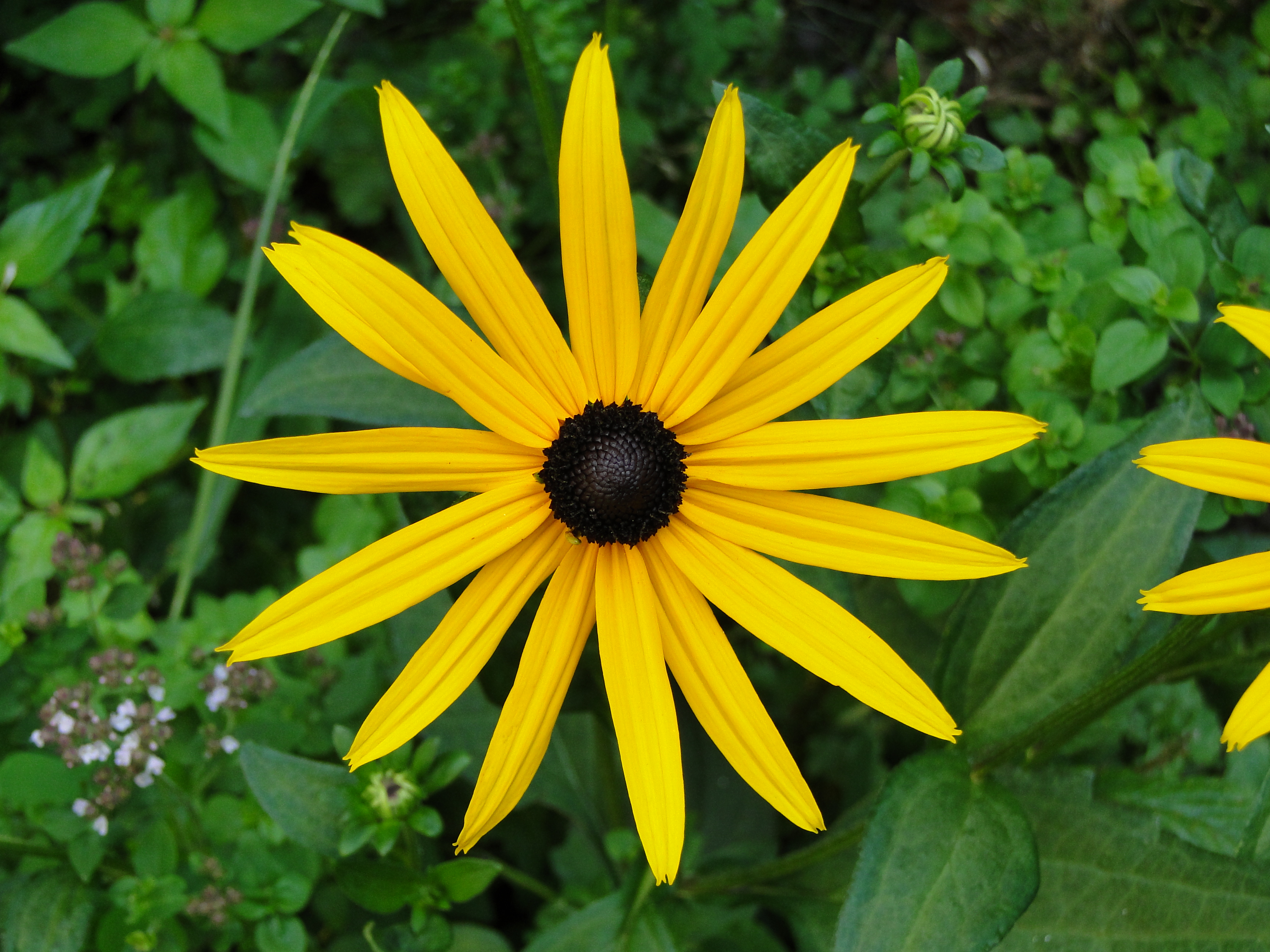 black eyed susan flower