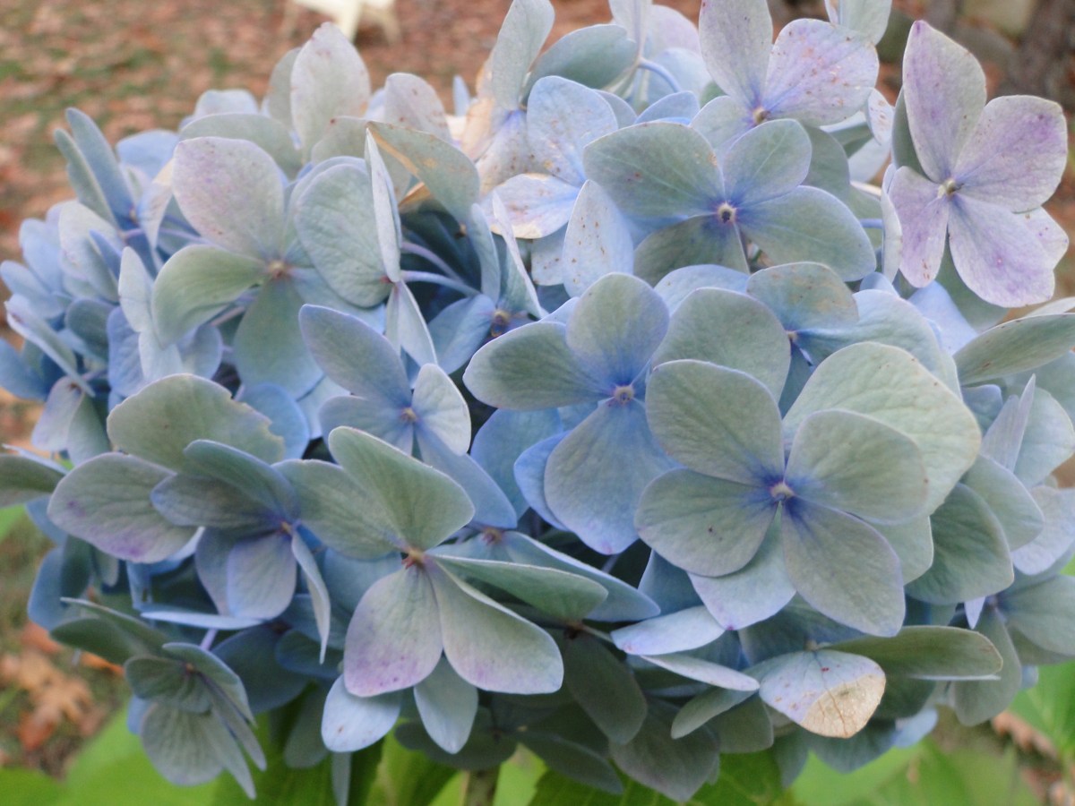 She Liked My Hydrangea&nbsp;Pictures!