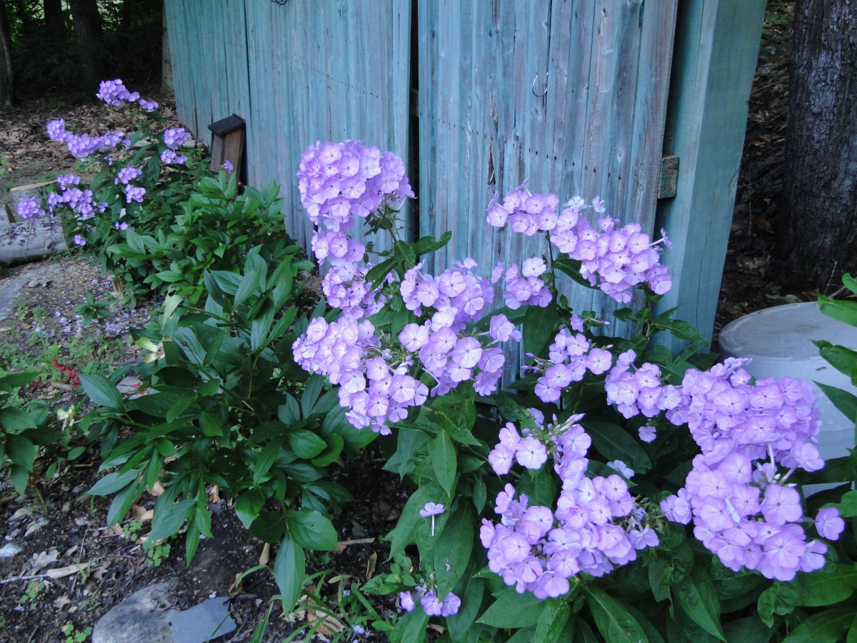 Flowers Blooming in August in My New Hampshire&nbsp;Yard