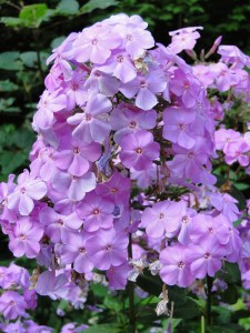 tall phlox in pink