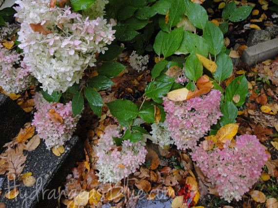 limelight fall flowers