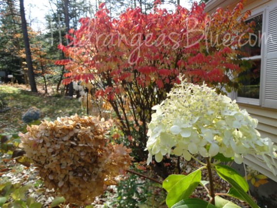 fall hydrangeas - limelight