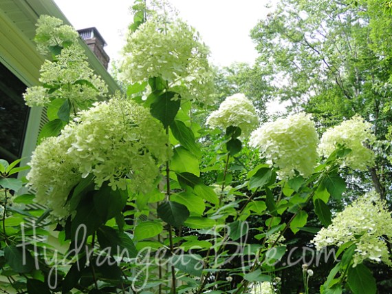 limelight hydrangea flowers