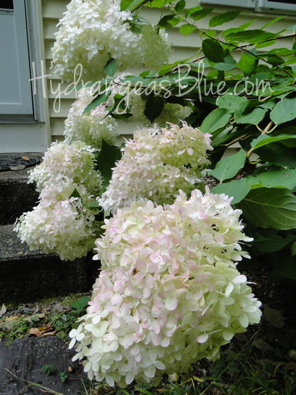 cone shaped limelight hydrangea flowers