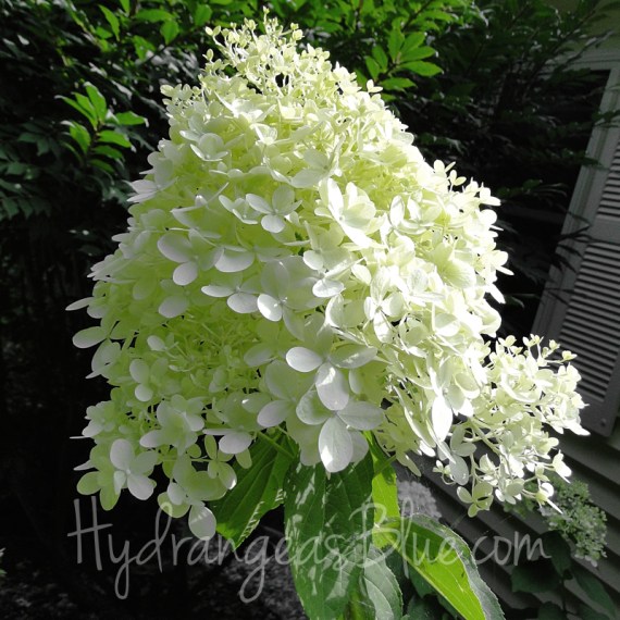 limelight hydrangea flower
