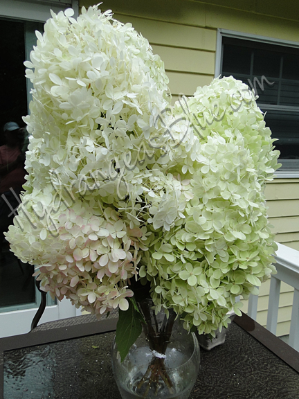 white hydrangea bouquet 