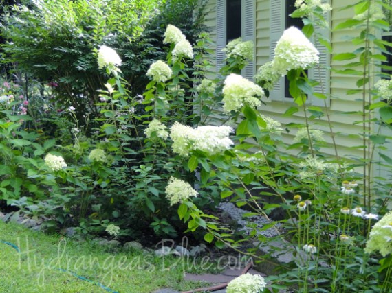 white limelight hydrangea 