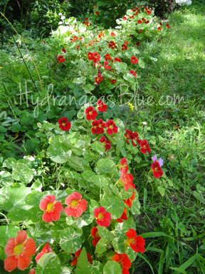 nasturtium flowers