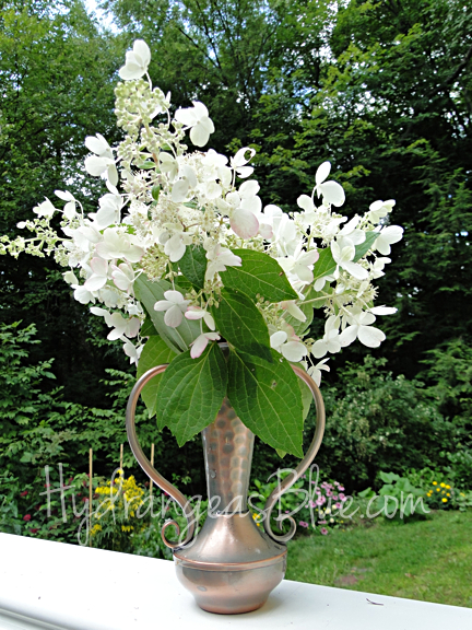 white hydrangea pinky winky in vase