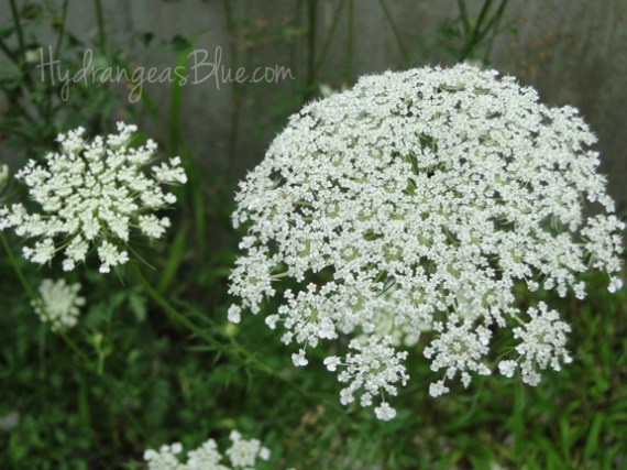 Queen Annes Lace