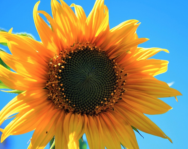 sunflower sky photography