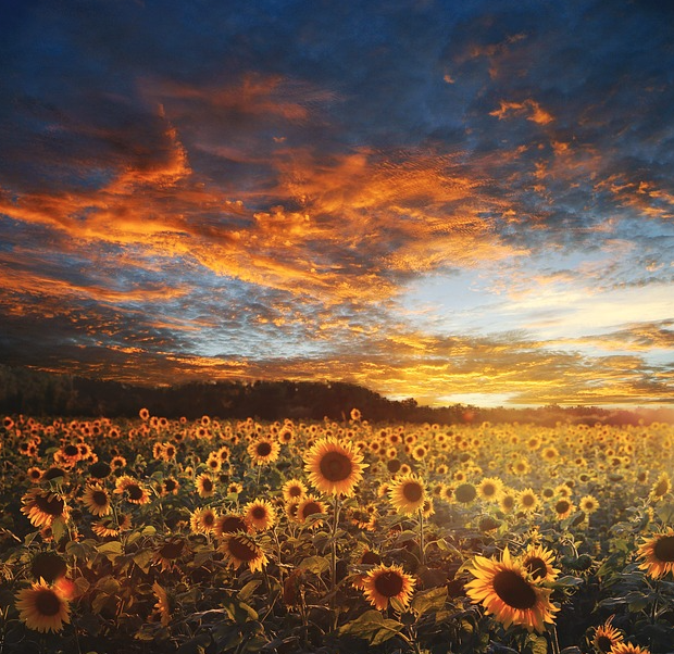 sunflower sunset landscape