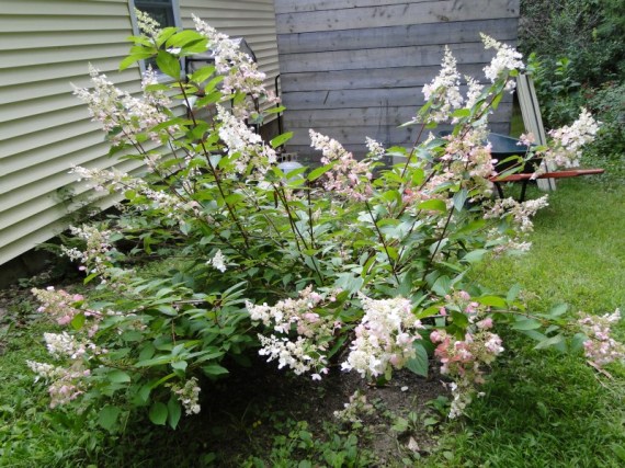 hydrangea paniculata pinky winky