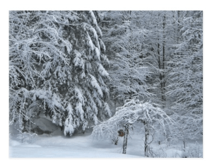 winter forest photography