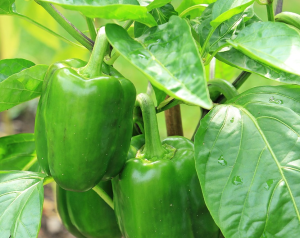 growing green peppers in florida