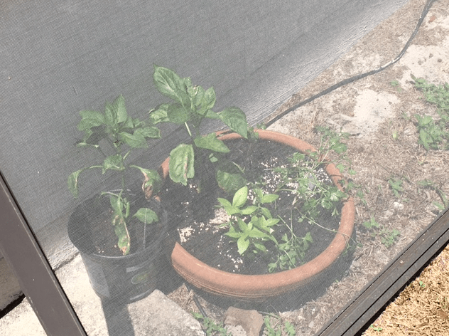 peppers in pots